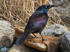black-collared-starling