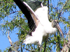 Wood-stork