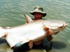 Mekong giant catfish 