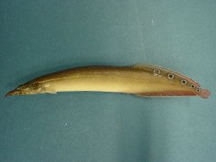 Peacock eel 