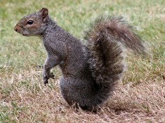 Gray-squirrel