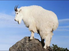 Mountain-goat