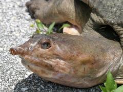 Softshell Turtle